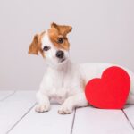 【獣医師執筆】うちの子の「発情」について…把握できてますか？注意すべき発情期の行動や出血について(ブログ)