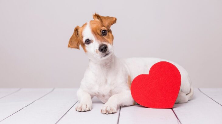 【獣医師執筆】うちの子の「発情」について…把握できてますか？注意すべき発情期の行動や出血について(ブログ)