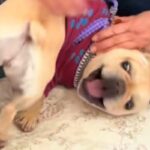 近所のおばあちゃんから『家寄っていきな』と誘われたので、犬を連れてお邪魔した結果…予想外の図々しい光景に爆笑「馴染んでて草」「初めて？」(ブログ)