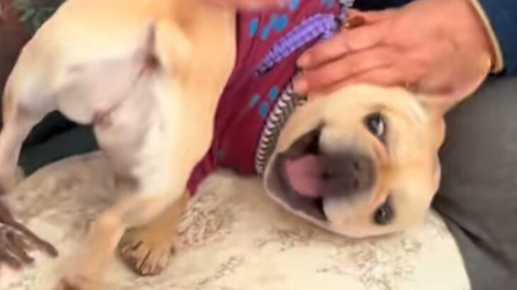 近所のおばあちゃんから『家寄っていきな』と誘われたので、犬を連れてお邪魔した結果…予想外の図々しい光景に爆笑「馴染んでて草」「初めて？」(ブログ)