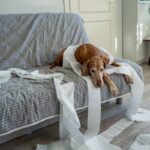 犬が『いたずらを誤魔化そうとしている』サイン5つ　どんな仕草や行動を見せる？(ブログ)