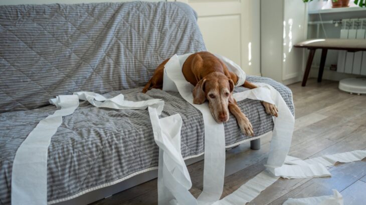 犬が『いたずらを誤魔化そうとしている』サイン5つ　どんな仕草や行動を見せる？(ブログ)