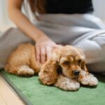 犬が飼い主に『お尻をつけて座る』心理５選　密着してくる理由や適切な対応まで解説(ブログ)