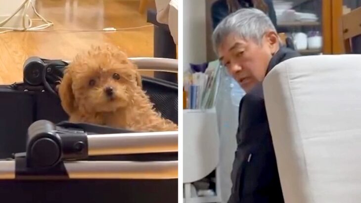 父に内緒で『極小の赤ちゃん犬』を飼った結果→帰宅しても気付かずに…発見した瞬間の『まさかの反応』が66万再生「お父さん可愛いｗ」「最高」(ブログ)