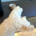 台の上のガムテープを『絶対に取りたい』と奮闘する犬→必死すぎて『衝撃の体勢』になる光景が48万再生「めちゃ頑張ってるｗ」「ダンスかなｗ」(ブログ)