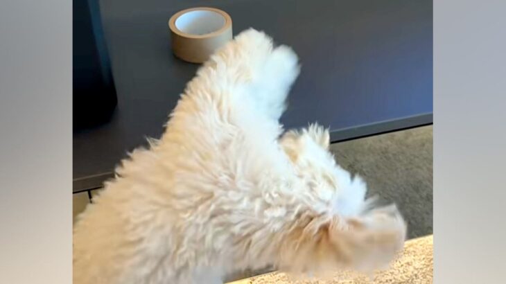 台の上のガムテープを『絶対に取りたい』と奮闘する犬→必死すぎて『衝撃の体勢』になる光景が48万再生「めちゃ頑張ってるｗ」「ダンスかなｗ」(ブログ)