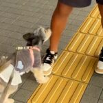 留学中の息子が帰国したのでお迎えへ→一緒に行った犬が『信じられない様子』で…尊い再会の瞬間とお別れが17万再生「ラブラブ爆発」「泣けた」(ブログ)