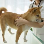 犬が『苦手に感じる場所』5選　どうしても連れて行かなければならないときの対処法まで(ブログ)