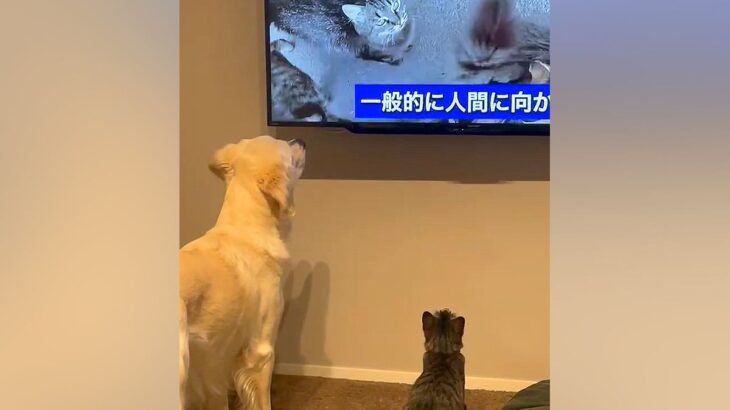 猫をお迎えして3日目→先住犬に慣れてもらうために『猫の映像』を流した結果…まさかのリアクションがSNSで話題「見比べてるｗ」「愛おしい」(ブログ)