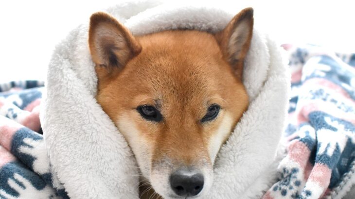 犬が『体を震わせる』理由5選　主な要因や今すぐに病院へ行くべき状態まで(ブログ)