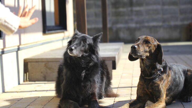 犬が興奮しているときの『落ち着かせ方』4つ　普段からできるトレーニングや適切な対応まで(ブログ)