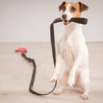 犬が『散歩前に暴れてしまう』理由4つ　落ち着かせるためにはどうしたらいいの？(ブログ)