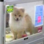 セール価格で売れ残っていた子犬→13年間、大切に育てた結果…泣けるほど素敵な『現在の光景』に感動「ずっと幸せでありますように」「涙出た」(ブログ)