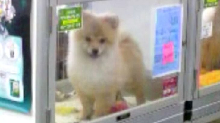 セール価格で売れ残っていた子犬→13年間、大切に育てた結果…泣けるほど素敵な『現在の光景』に感動「ずっと幸せでありますように」「涙出た」(ブログ)