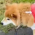 雨の日の散歩、犬のカッパが無かったので『しまむらのレジ袋』を…似合いすぎている『即席雨具』に反響「可愛い…」「爆笑した」(ブログ)