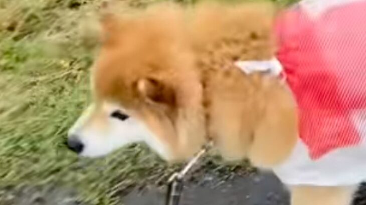 雨の日の散歩、犬のカッパが無かったので『しまむらのレジ袋』を…似合いすぎている『即席雨具』に反響「可愛い…」「爆笑した」(ブログ)