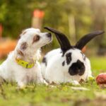 犬と一緒に飼わない方がいいペット4選　同居に向かない理由や飼い主がすべき配慮まで(ブログ)