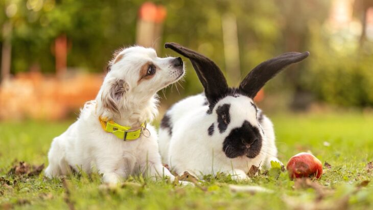 犬と一緒に飼わない方がいいペット4選　同居に向かない理由や飼い主がすべき配慮まで(ブログ)