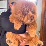 おばあちゃんが、お腹が弱い孫のためにあげた『腹巻き』→こっそり犬に着せてみたら…『気付いた瞬間の反応』が話題「愛情感じる」「嬉しそう」(ブログ)