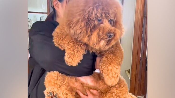 おばあちゃんが、お腹が弱い孫のためにあげた『腹巻き』→こっそり犬に着せてみたら…『気付いた瞬間の反応』が話題「愛情感じる」「嬉しそう」(ブログ)