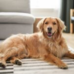 犬に絶対『与えてはいけないモノ』６選　渡してはいけない理由や事故を防ぐための対策まで(ブログ)