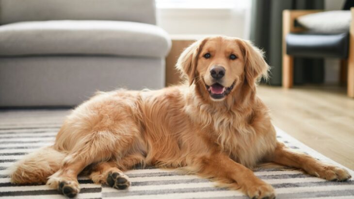 犬に絶対『与えてはいけないモノ』６選　渡してはいけない理由や事故を防ぐための対策まで(ブログ)