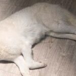 『最終回すぎる犬』寝転がる大型犬がライトで照らされた結果…まさかの光景に25万いいね「フランダースの犬で泣いた」「完全にエンディング」(ブログ)