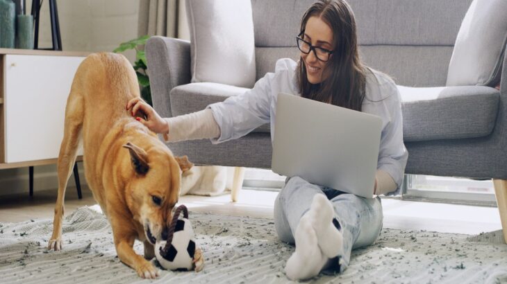 犬を外に連れて行けないときの『室内遊び』4つ　運動不足を解消する方法とは？(ブログ)