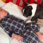 『一緒に寝たくて…でも起こしたくもなくて…』赤ちゃんと寝たい犬→ベッドで見せた『優しすぎる行動』が話題「なんて愛おしい」「思いやり」(ブログ)