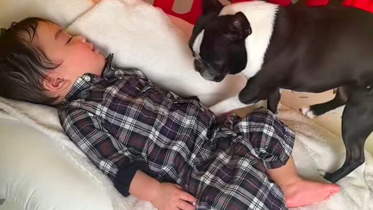 『一緒に寝たくて…でも起こしたくもなくて…』赤ちゃんと寝たい犬→ベッドで見せた『優しすぎる行動』が話題「なんて愛おしい」「思いやり」(ブログ)