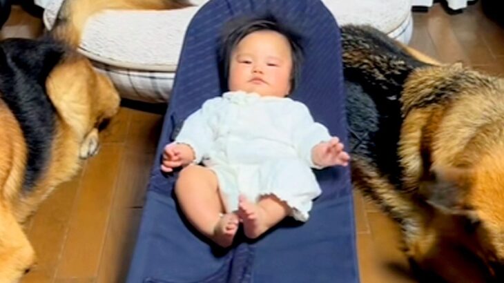 警察犬訓練所出身の大型犬が『生後4ヶ月の赤ちゃん』に寄り添って…まるでボディガードのような光景が話題「カッコイイ」「頼もしすぎる」(ブログ)