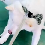 飼い主の入院でペットホテルに預けられた犬→お迎えに行き『すぐに帰りたがる』と思ったら⋯想定外の展開が12万再生「そんなにｗｗ」「可愛い」(ブログ)