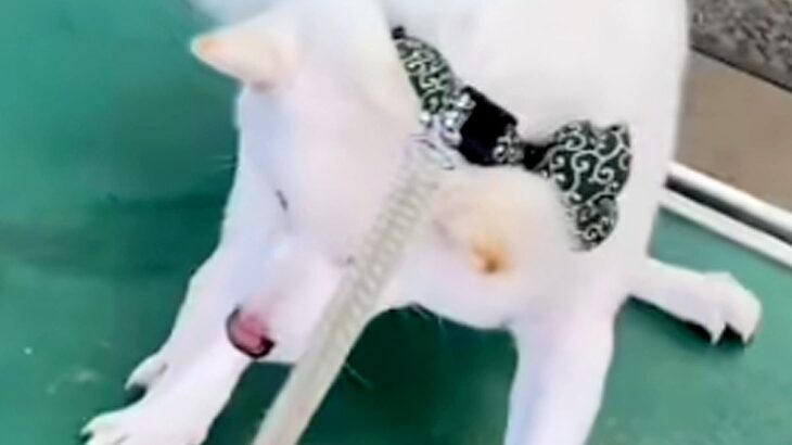 飼い主の入院でペットホテルに預けられた犬→お迎えに行き『すぐに帰りたがる』と思ったら⋯想定外の展開が12万再生「そんなにｗｗ」「可愛い」(ブログ)