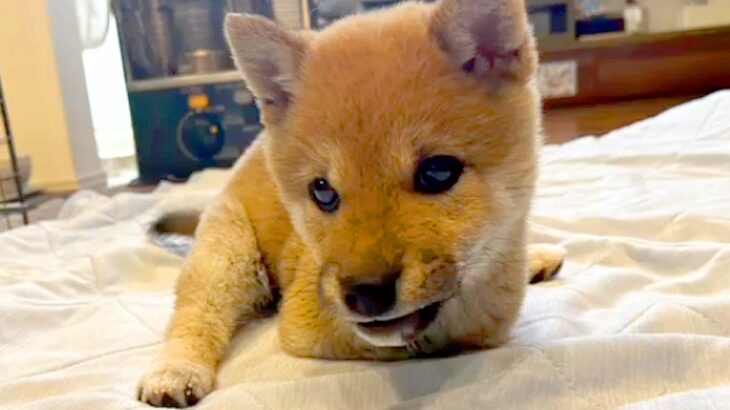 生まれつき『前足がない犬』→衝撃的な出会いと家族の覚悟…現在の『ハンデに負けない姿』に思わず感動「すごい！天才」「瞳がキラキラしてる」(ブログ)