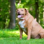 犬が『運動不足』になっているサイン6つ　運動が足りていないときに起こる悪影響とは？(ブログ)