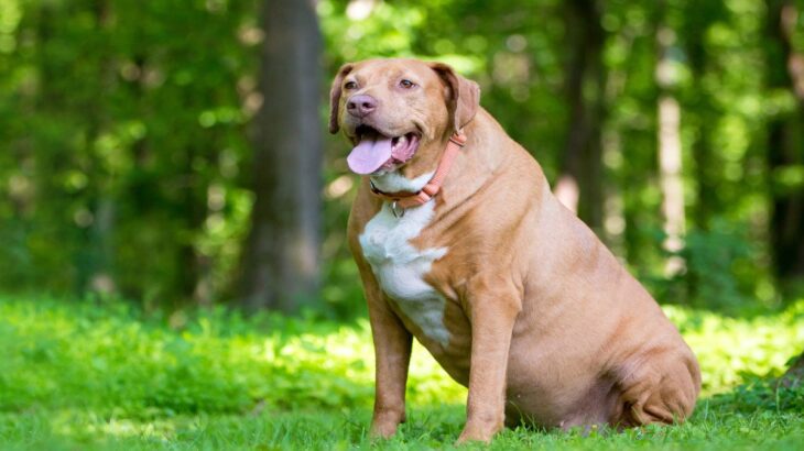 犬が『運動不足』になっているサイン6つ　運動が足りていないときに起こる悪影響とは？(ブログ)
