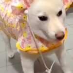 雨の日の散歩のため、犬に『カッパ』を着せた結果→頭が…思っていたのと違う『着方』が39万再生「パーマ中のおかんｗｗ」「七福神で草」と爆笑(ブログ)
