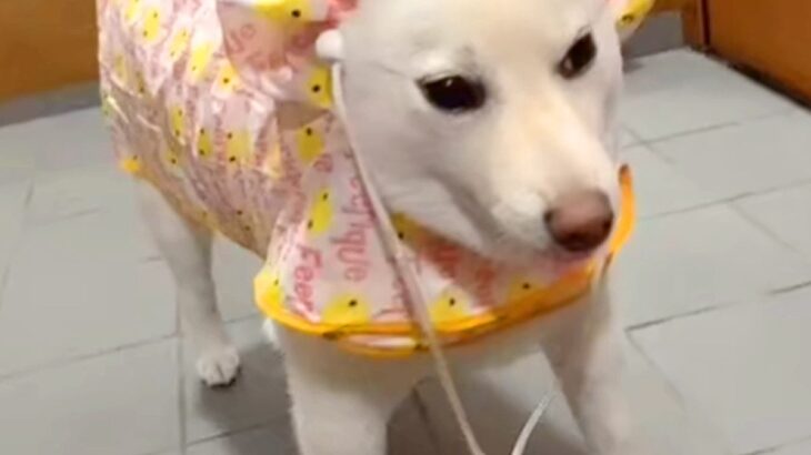 雨の日の散歩のため、犬に『カッパ』を着せた結果→頭が…思っていたのと違う『着方』が39万再生「パーマ中のおかんｗｗ」「七福神で草」と爆笑(ブログ)
