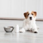 飲むだけで皮膚ケアになる？「腸内環境」から愛犬の健康を守る新しい方法の報告(ブログ)