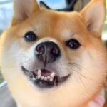 『車でお出かけだ！』とテンションMAXな犬→実は『病院』で…わかりやすい『態度の豹変』がSNSで話題に「必死さたまらん」「思わず笑った」(ブログ)