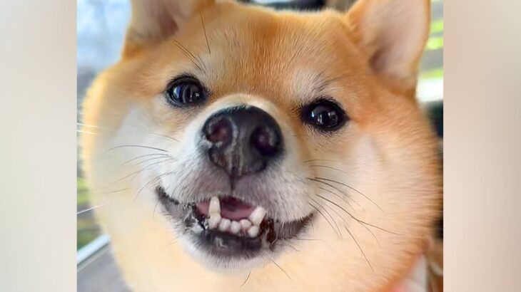 『車でお出かけだ！』とテンションMAXな犬→実は『病院』で…わかりやすい『態度の豹変』がSNSで話題に「必死さたまらん」「思わず笑った」(ブログ)