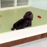 トリミングサロンまで犬をお迎えに→近づいても気付かず…『ママだ』と確信した瞬間が可愛すぎると32万再生「ハッとしてるｗ」「尻尾フリフリ」(ブログ)