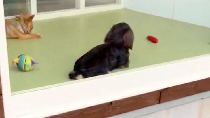 トリミングサロンまで犬をお迎えに→近づいても気付かず…『ママだ』と確信した瞬間が可愛すぎると32万再生「ハッとしてるｗ」「尻尾フリフリ」(ブログ)