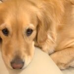 8日間入院していたママ→待ちわびていた大型犬が…あまりにも愛おしい『感動の再会の光景』に反響「愛がいっぱい」「幸せな時間堪能してね」(ブログ)