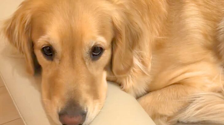 8日間入院していたママ→待ちわびていた大型犬が…あまりにも愛おしい『感動の再会の光景』に反響「愛がいっぱい」「幸せな時間堪能してね」(ブログ)