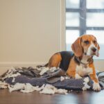 『しつけができていない犬』がする行動5選　問題行為を改善するための適切なトレーニングとは？(ブログ)