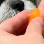 『みかん食べる？』と犬に聞いたら→食欲が爆発して…夢中になりすぎた『まさかの表情』に爆笑「スゴい顔ｗｗｗ」「クレクレ攻撃可愛い」(ブログ)