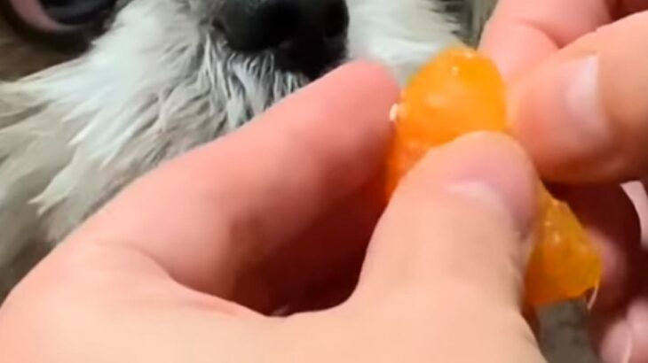 『みかん食べる？』と犬に聞いたら→食欲が爆発して…夢中になりすぎた『まさかの表情』に爆笑「スゴい顔ｗｗｗ」「クレクレ攻撃可愛い」(ブログ)
