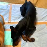 病気で立ち上がれなくなった大型犬…涙が止まらない『奇跡的な回復』をする光景が11万再生「頑張りに勇気もらった」「飼い主さんの愛が伝わる」(ブログ)