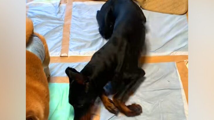病気で立ち上がれなくなった大型犬…涙が止まらない『奇跡的な回復』をする光景が11万再生「頑張りに勇気もらった」「飼い主さんの愛が伝わる」(ブログ)